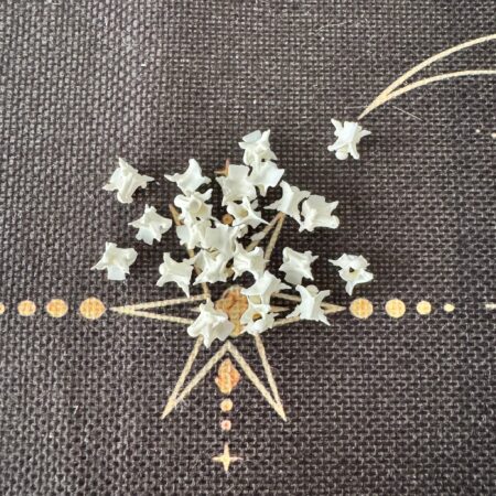 hueso de serpiente limpio para joyería o amuletos ecomagic especie pequeña