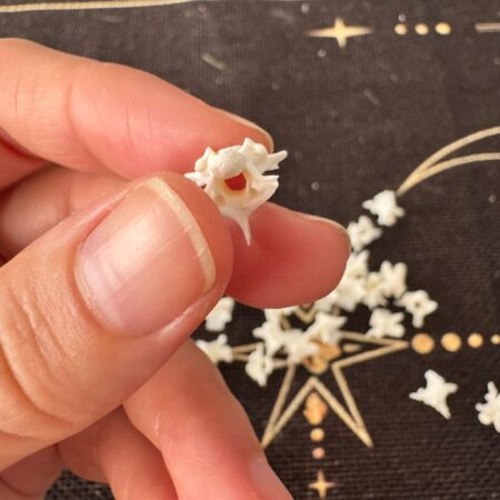 hueso de serpiente limpio para joyería o amuletos ecomagic especie pequeña