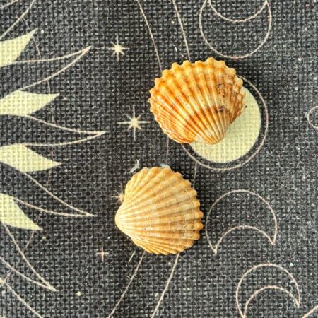 concha marina malagueña producto del mar ecomagic