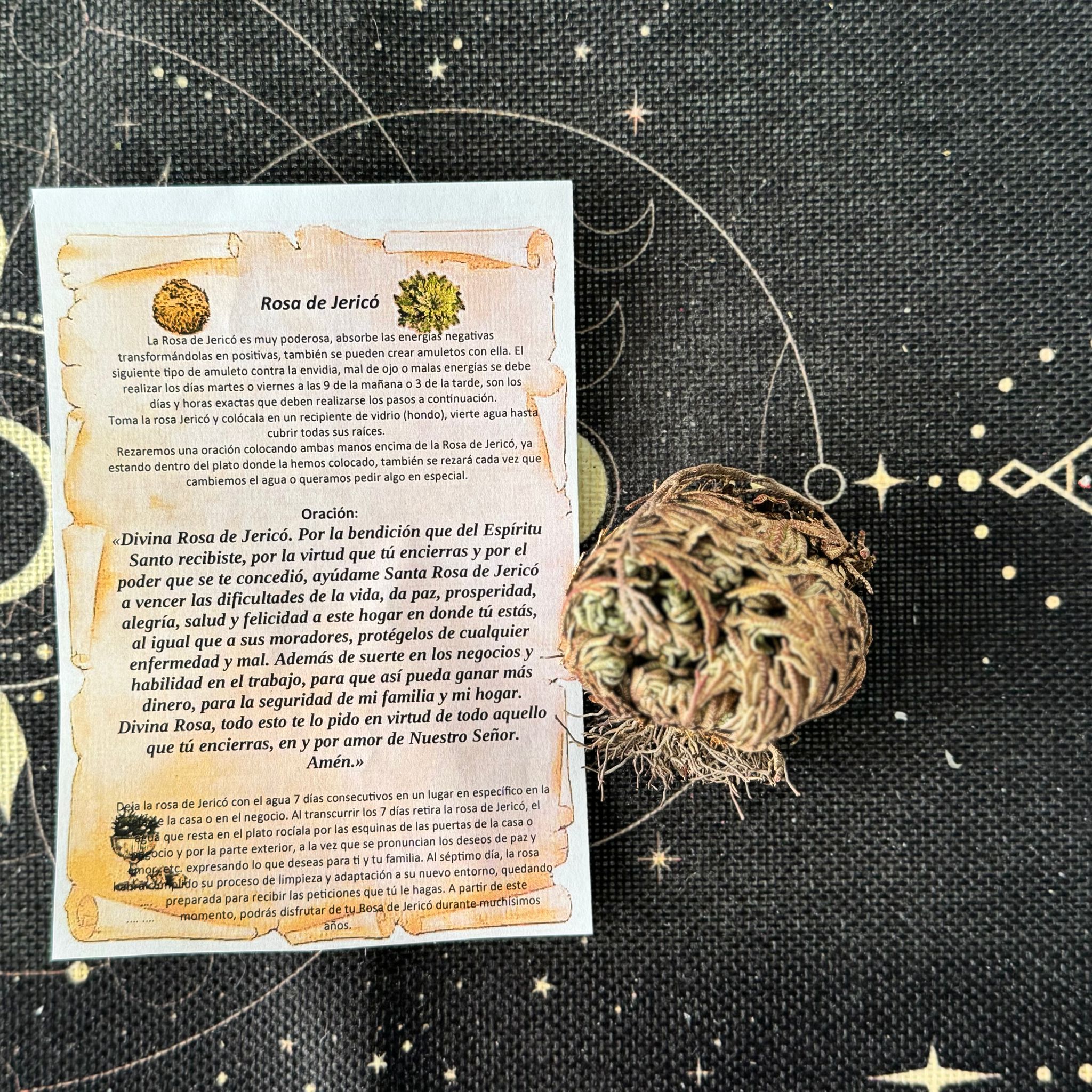 planta rosa de jericó ecomagic con oración y cuidados