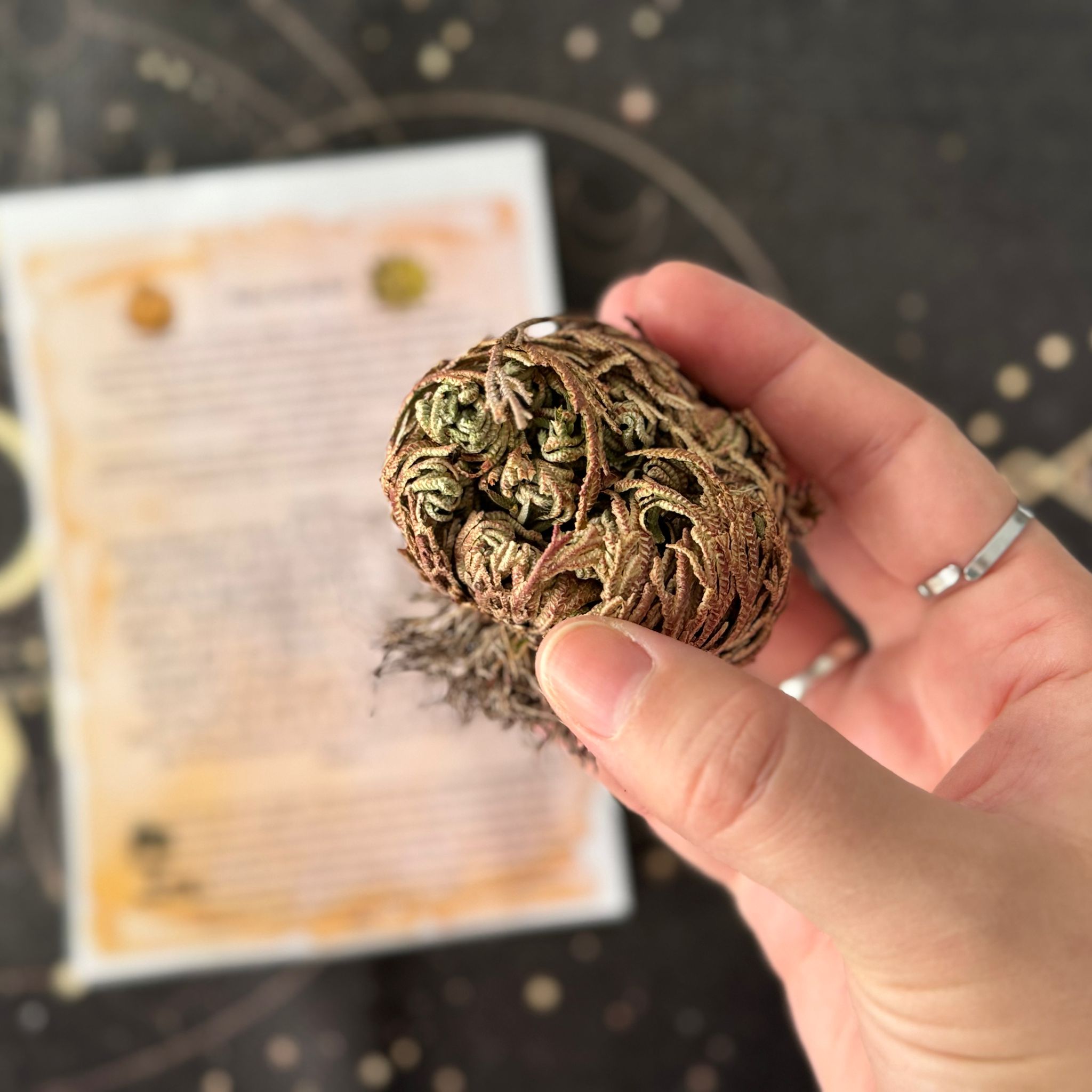 planta rosa de jericó ecomagic con oración y cuidados