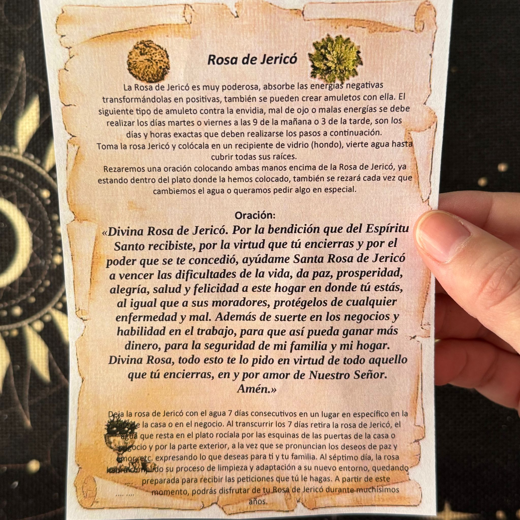 planta rosa de jericó ecomagic con oración y cuidados