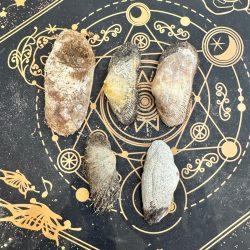 conchas marinas grandes con algas y escaramujos ovaladas ecomagic