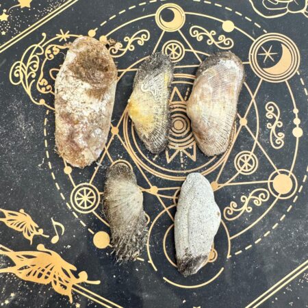 conchas marinas grandes con algas y escaramujos ovaladas ecomagic