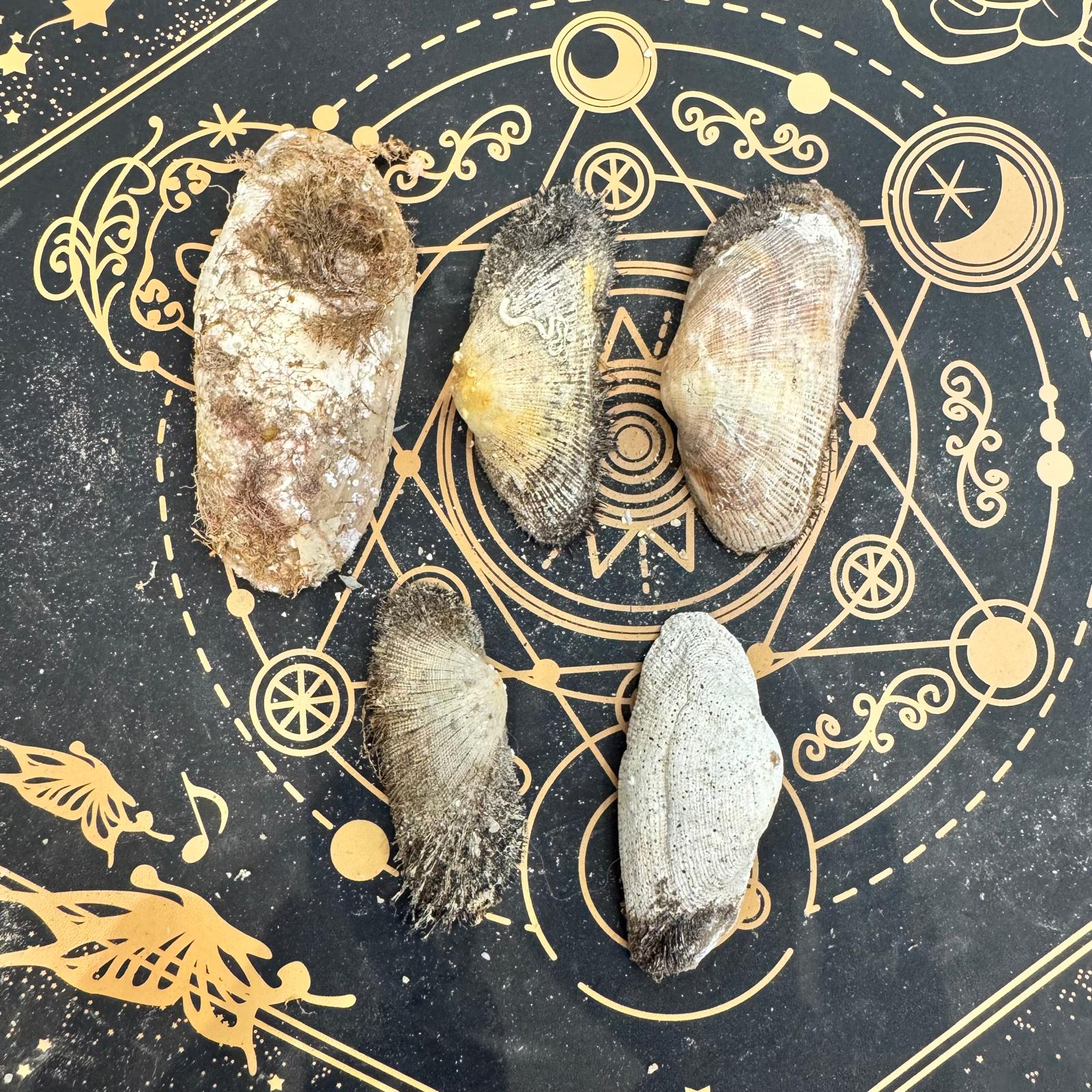 conchas marinas grandes con algas y escaramujos ovaladas ecomagic