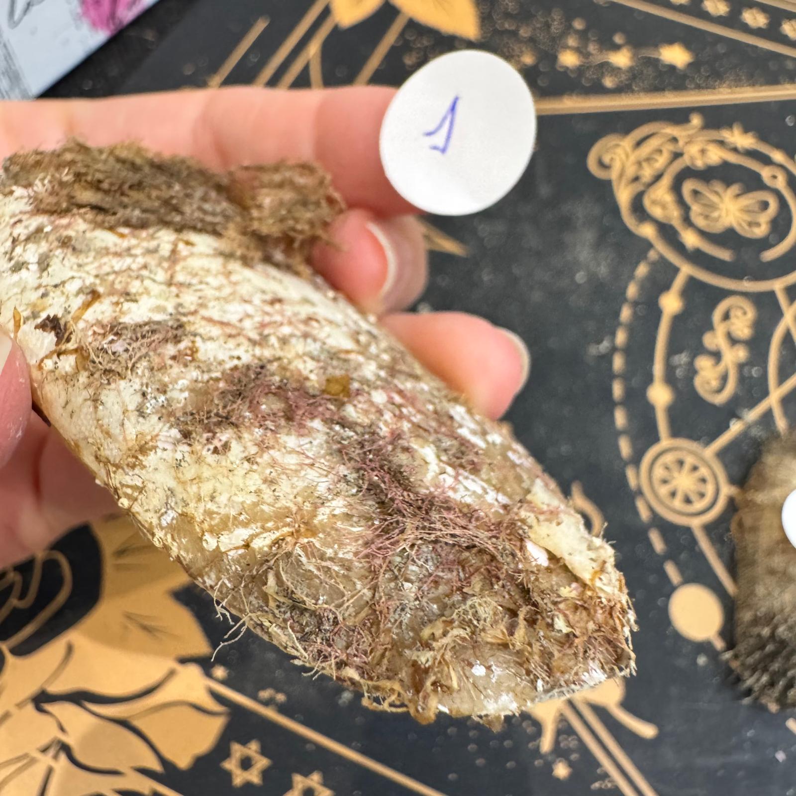 conchas marinas grandes con algas y escaramujos ovaladas ecomagic