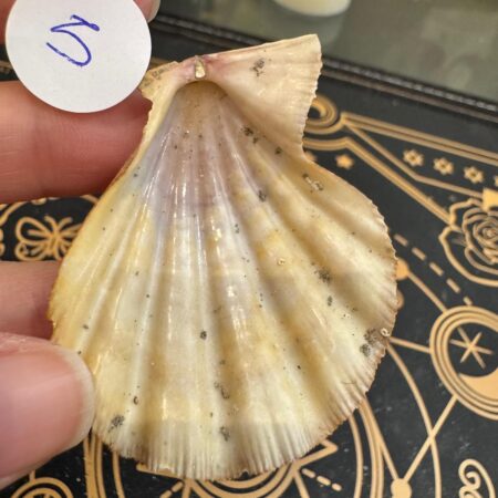 conchas marinas especiales y únicas pequeñas ecomagic