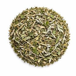 Ajenjo, Yerba maestra (Artemisia absinthium)