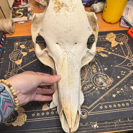 Calavera de jabalí adulto