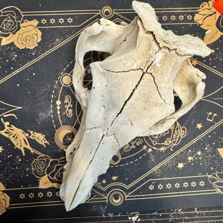 Calavera de jabalí joven