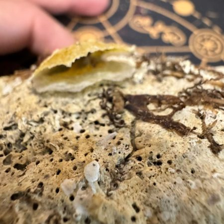 Concha de mar centenaria con molusco completo