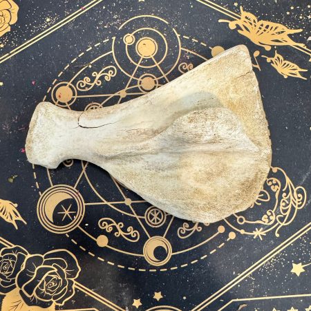 Escápula de jabalí