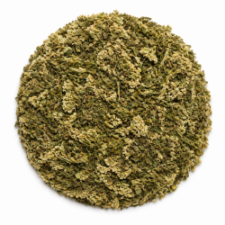 Milenrama (Achillea millefolium)