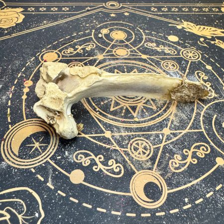 Vértebra de jabalí (posiblemente "caudal" o de la cola)