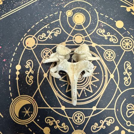 Vértebra de jabalí (posiblemente dorsal)