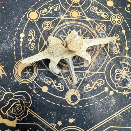 Vértebra de jabalí (posiblemente lumbar)