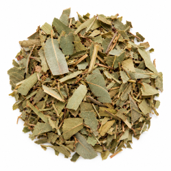 Eucalito